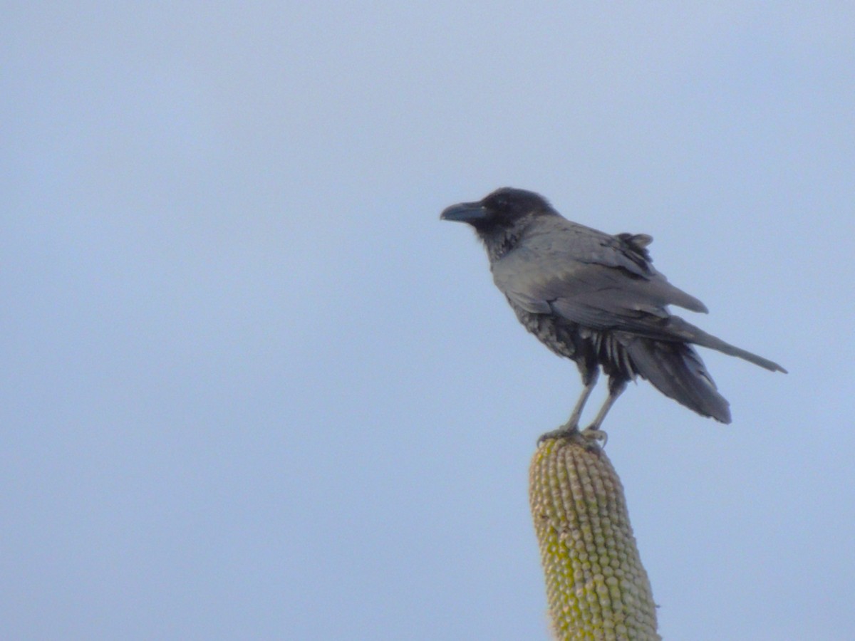 Common Raven - ML646769359