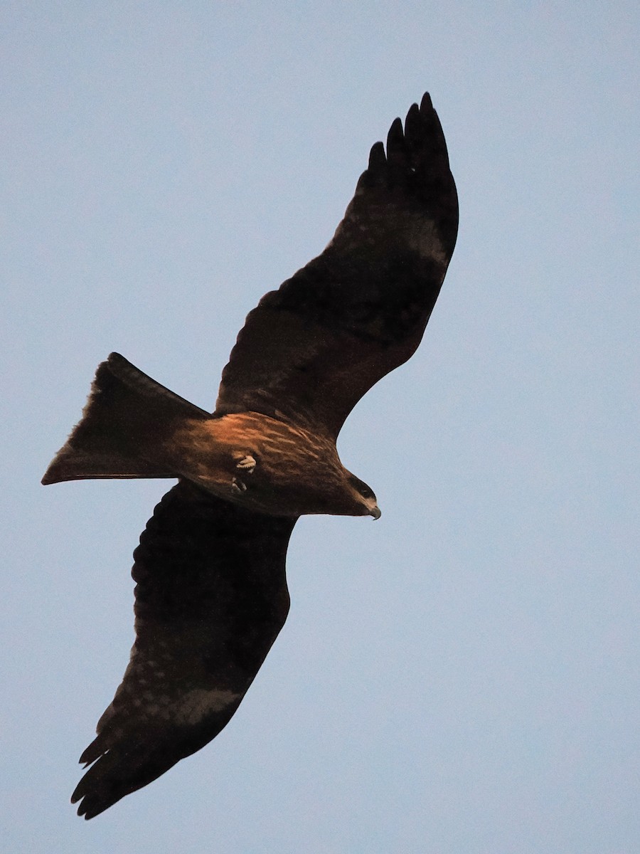 Black Kite - ML646769363