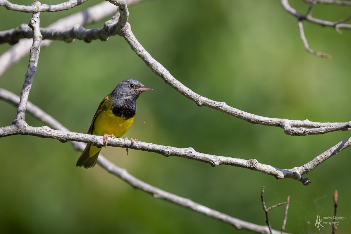 Mourning Warbler - ML646769364