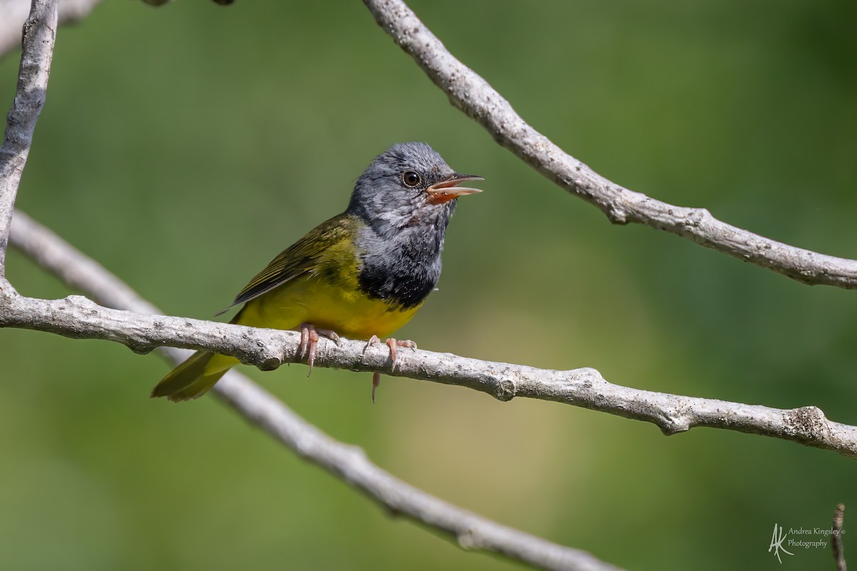 Mourning Warbler - ML646769365