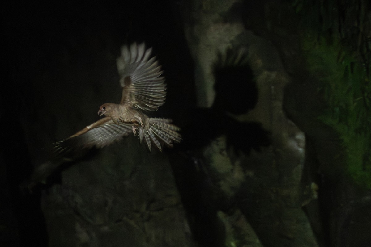 Oilbird - ML646769366