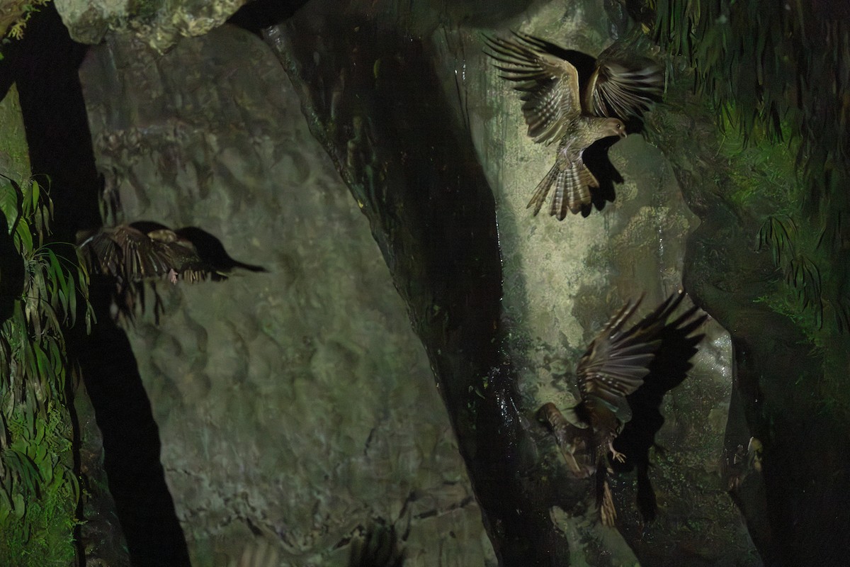 Oilbird - ML646769367