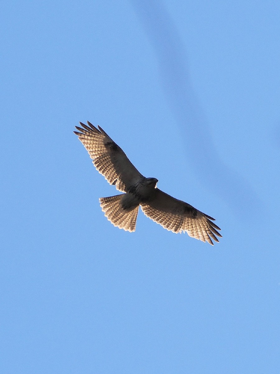 Eastern Buzzard - ML646769368