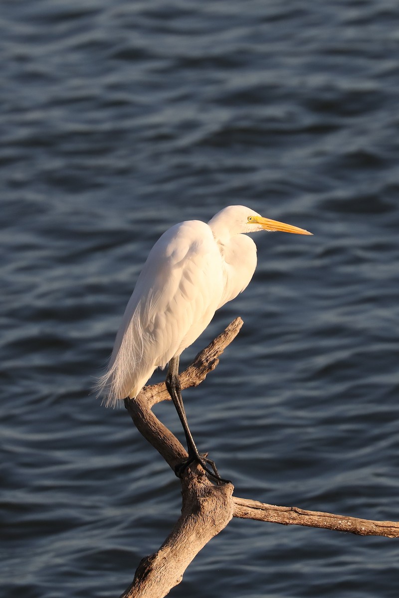 egretthegre - ML646769369