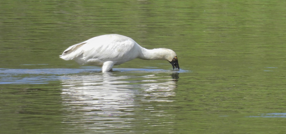 Косар королівський - ML646769370