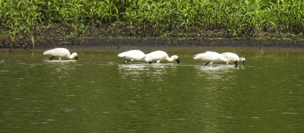Косар королівський - ML646769371