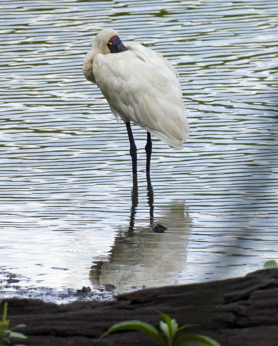 Косар королівський - ML646769372