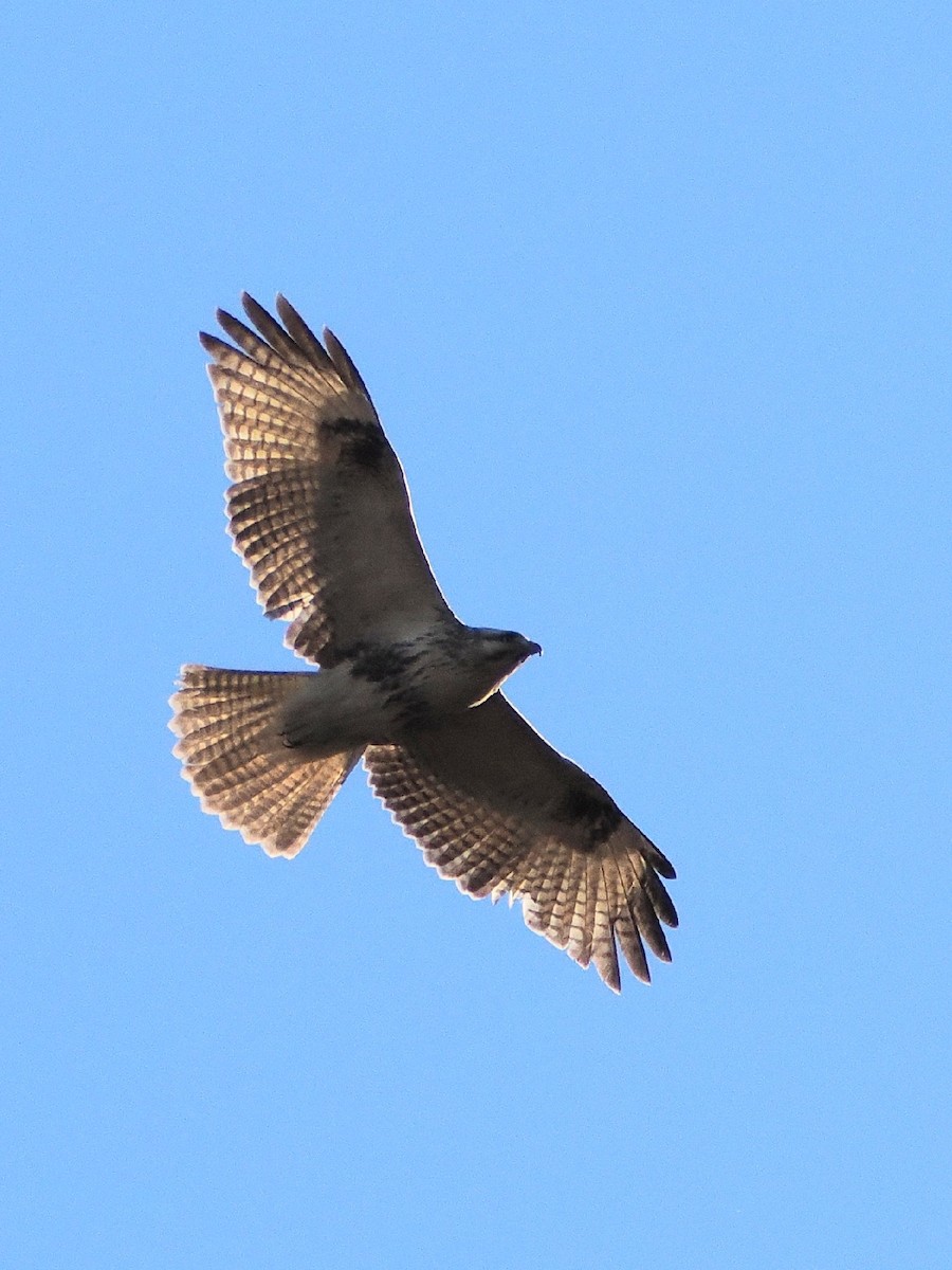 Eastern Buzzard - ML646769374