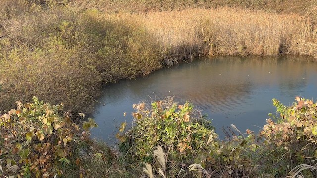 Мандаринка - ML646769375