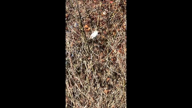 Рубиновый калипсо - ML646769376