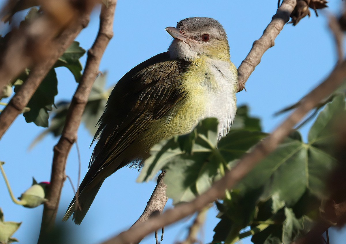 Yellow-green Vireo - ML646769379