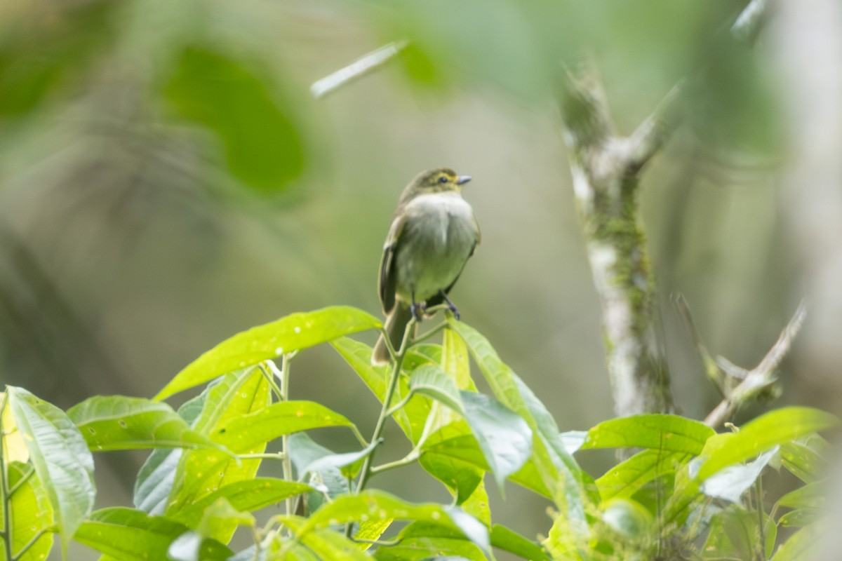 Golden-faced Tyrannulet - ML646769384