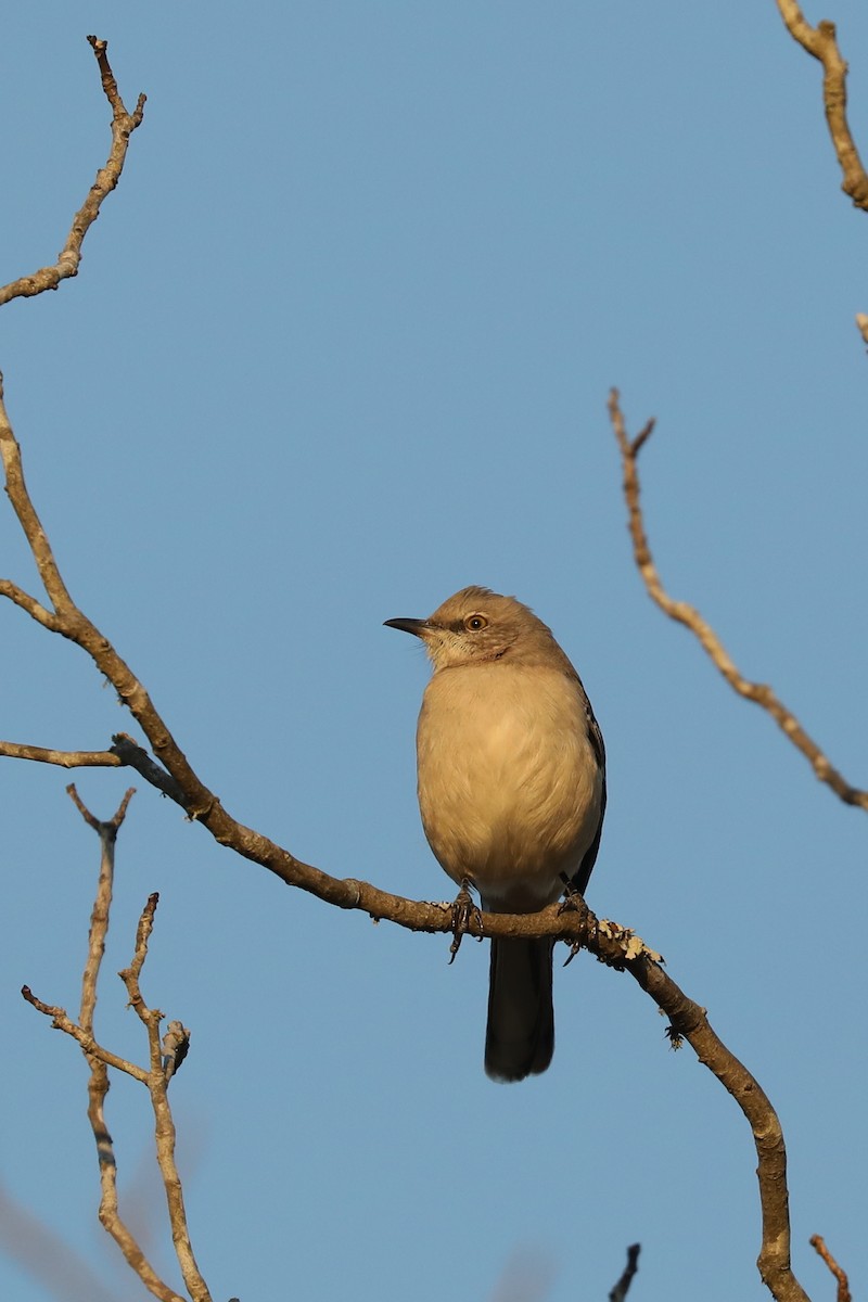 sangspottefugl - ML646769385