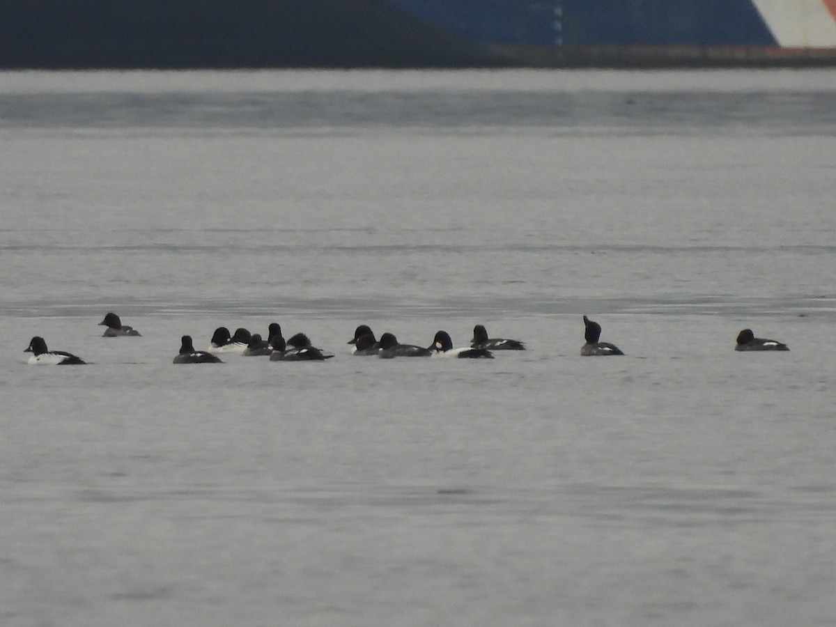 Алаг шунгаач - ML646769386