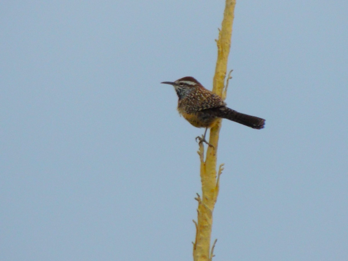 Cactus Wren - ML646769387