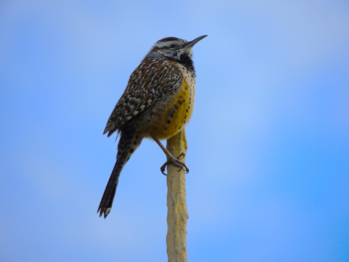 Cactus Wren - ML646769388