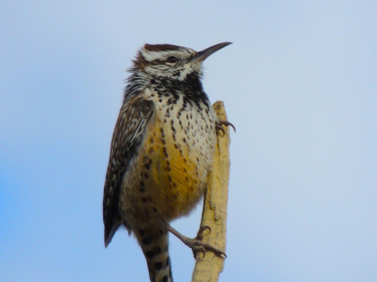 Cactus Wren - ML646769389