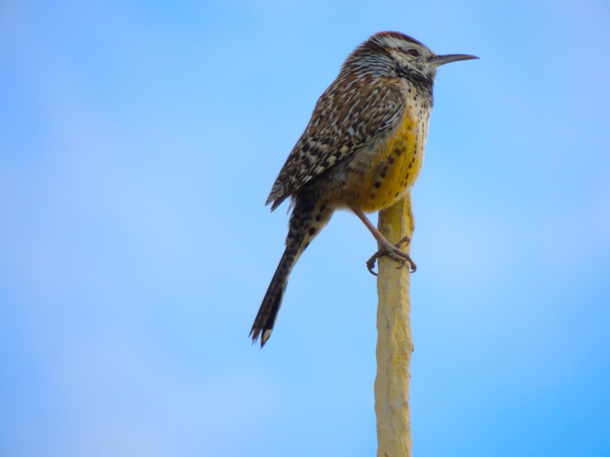 Cactus Wren - ML646769390