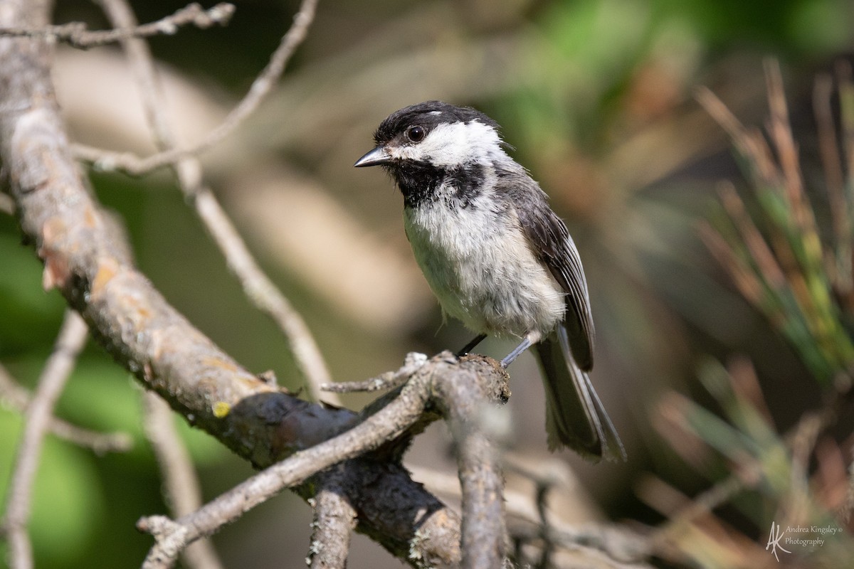 Black-capped Chickadee - ML646769392