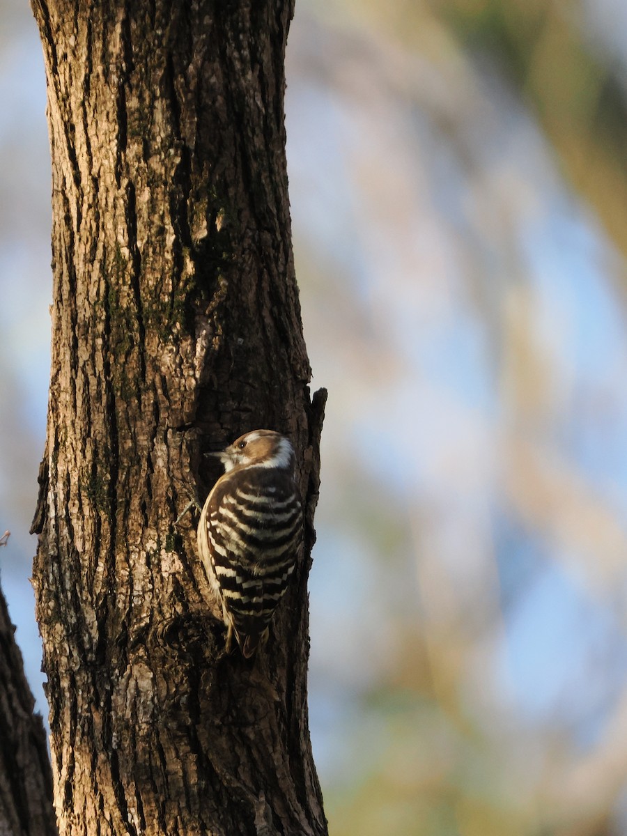 Japanese Pygmy Woodpecker - ML646769394