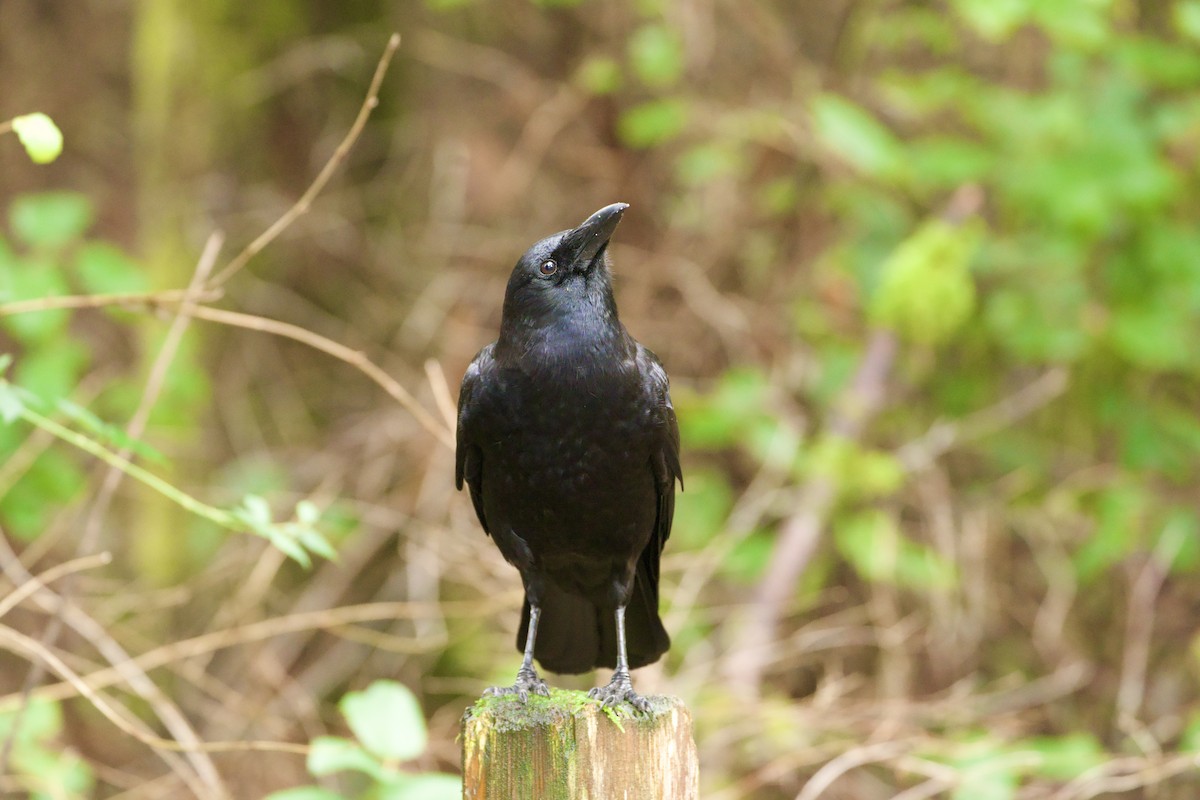 Amerika Kargası - ML646769395