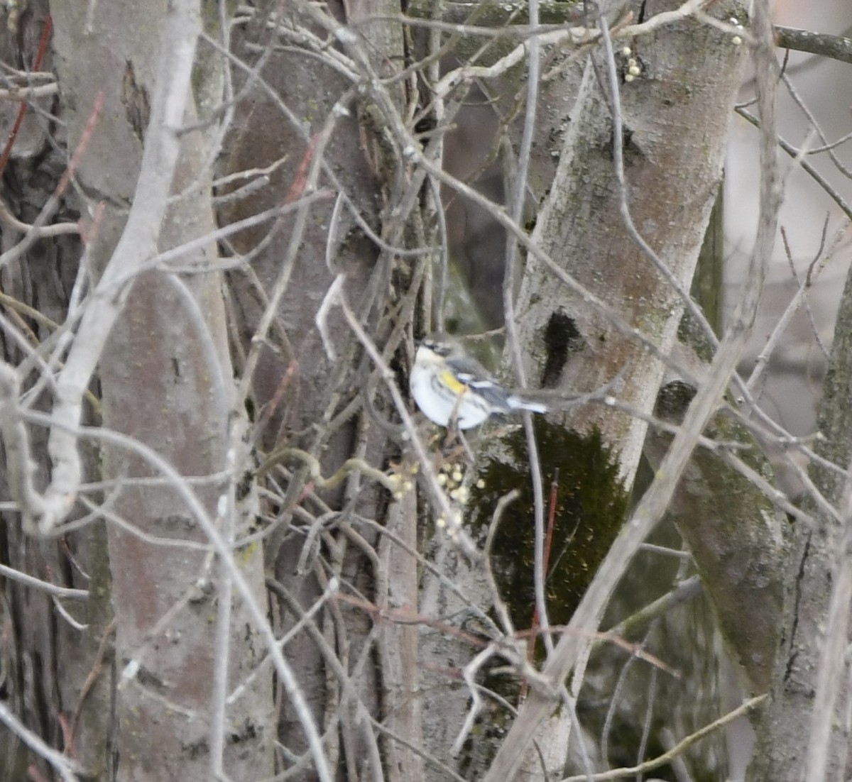 Миртовый певун - ML646769396