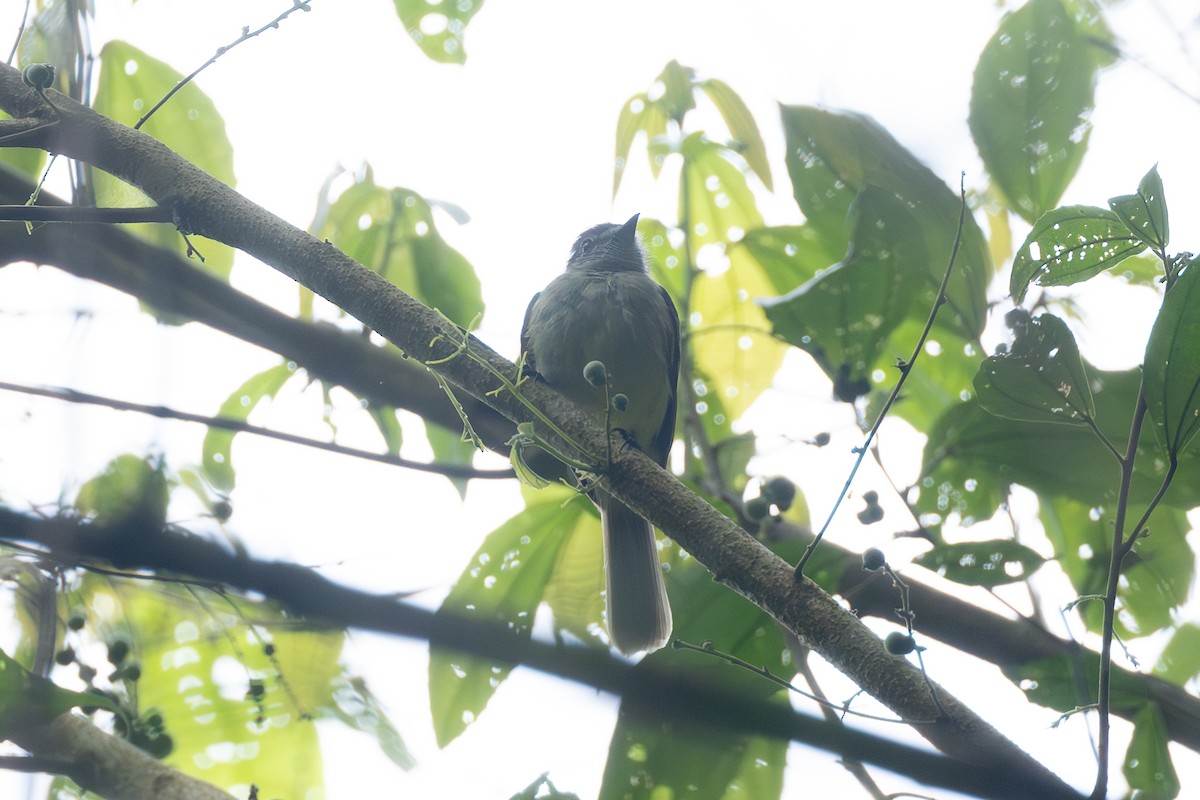 Sooty-headed Tyrannulet - ML646769397
