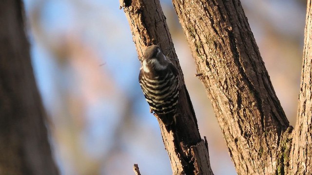 Малый острокрылый дятел - ML646769398