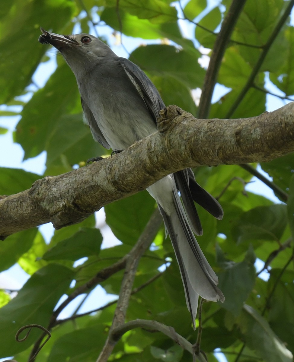 Drongo Cenizo - ML646769400