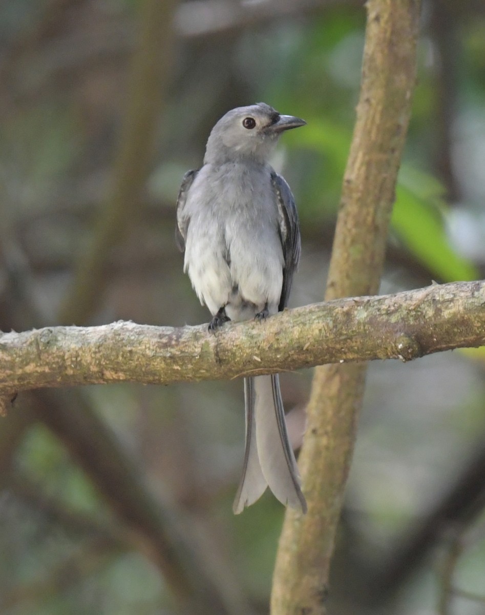 Drongo Cenizo - ML646769401