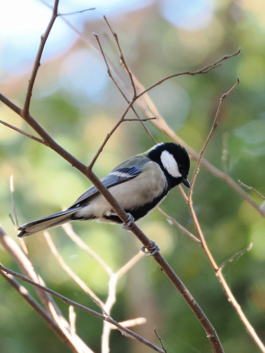 Asian Tit - ML646769403