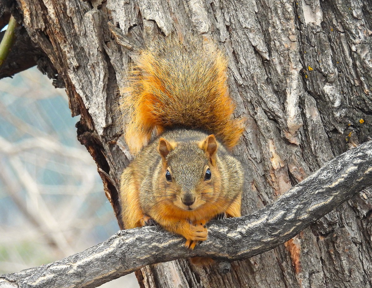 Eastern Fox Squirrel - ML646769406