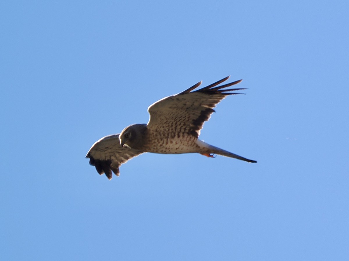 アメリカハイイロチュウヒ - ML646769407