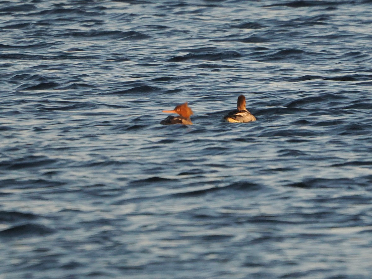 Zerra ertaina - ML646769408