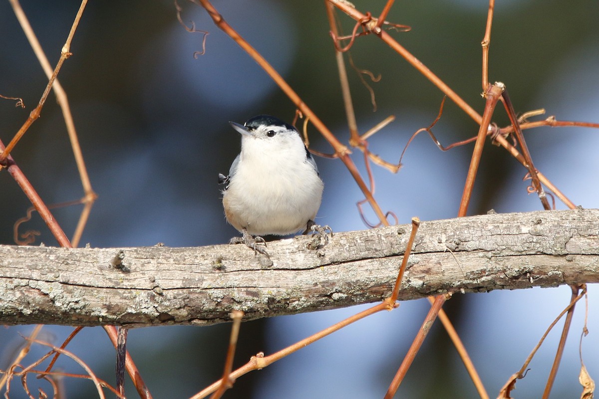 Beyaz Göğüslü Sıvacı - ML646769409