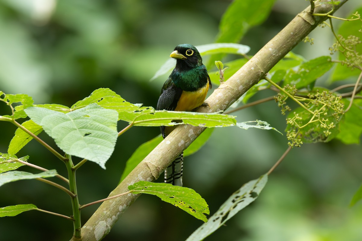 Choco Black-throated Trogon - ML646769410