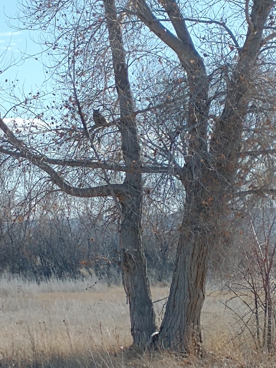 výr virginský - ML646769411