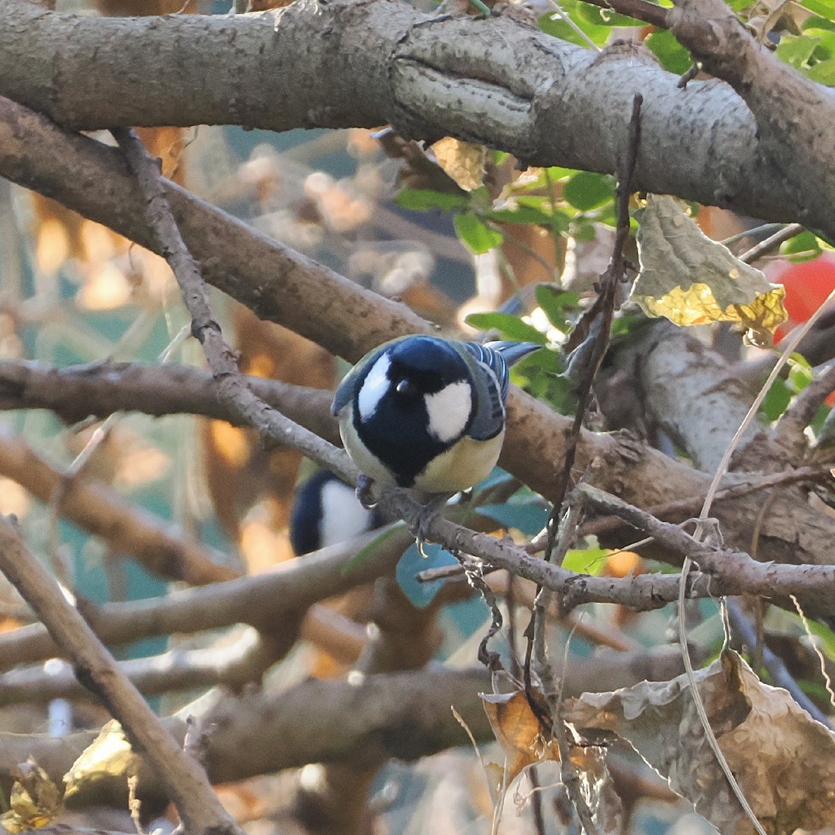 Asian Tit - ML646769412