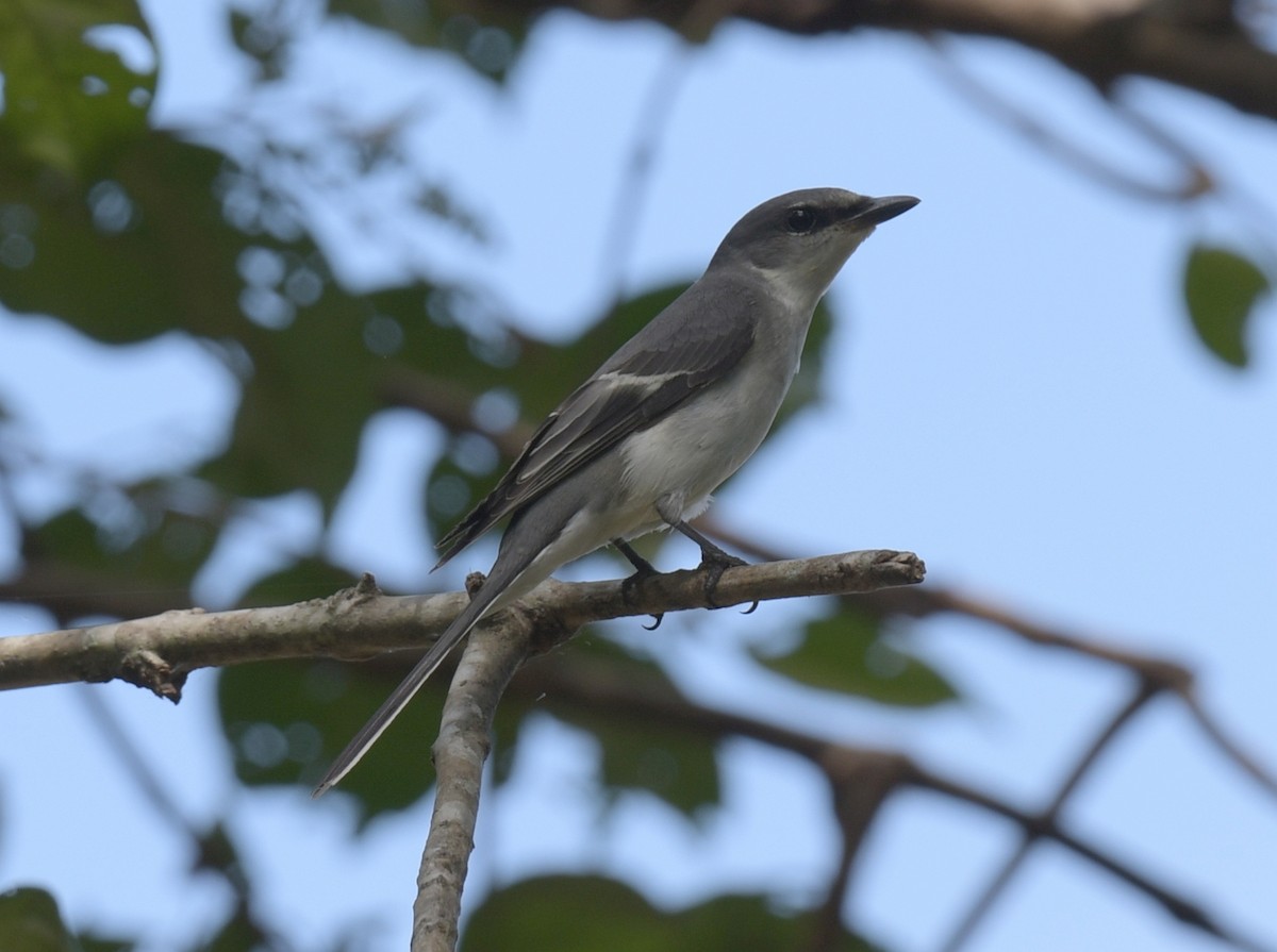 Minivet Ceniciento - ML646769413