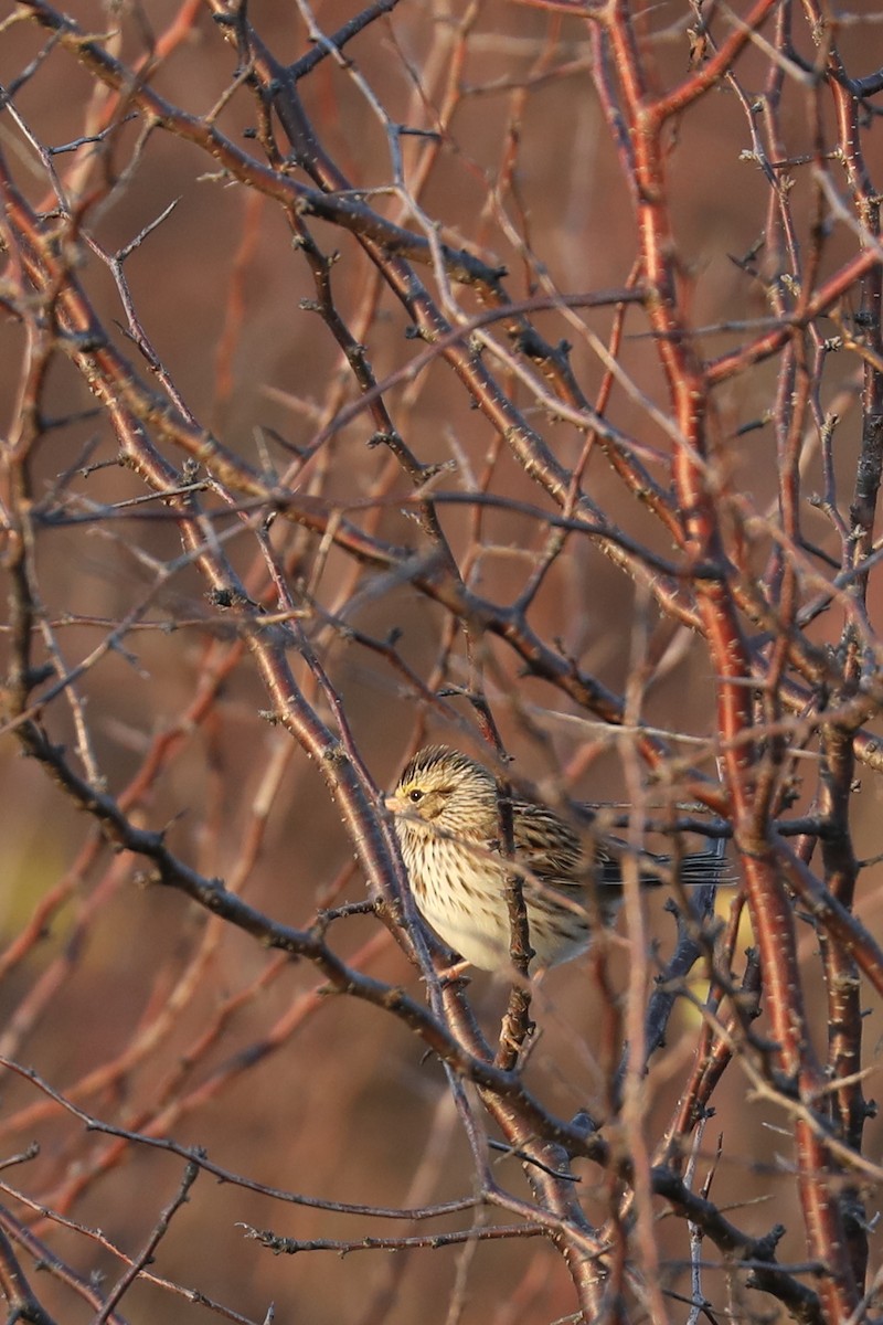 musespurv - ML646769414