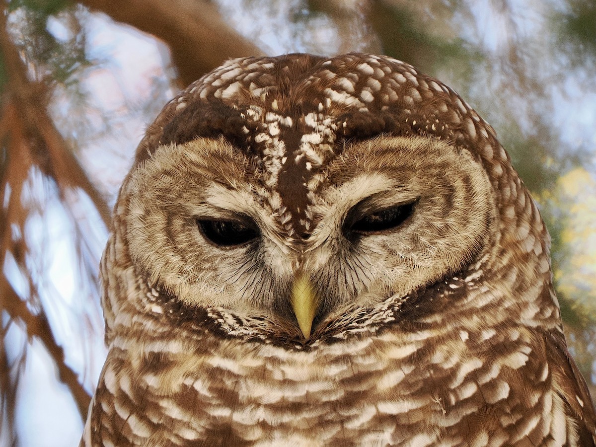 Сова плямиста - ML646769415