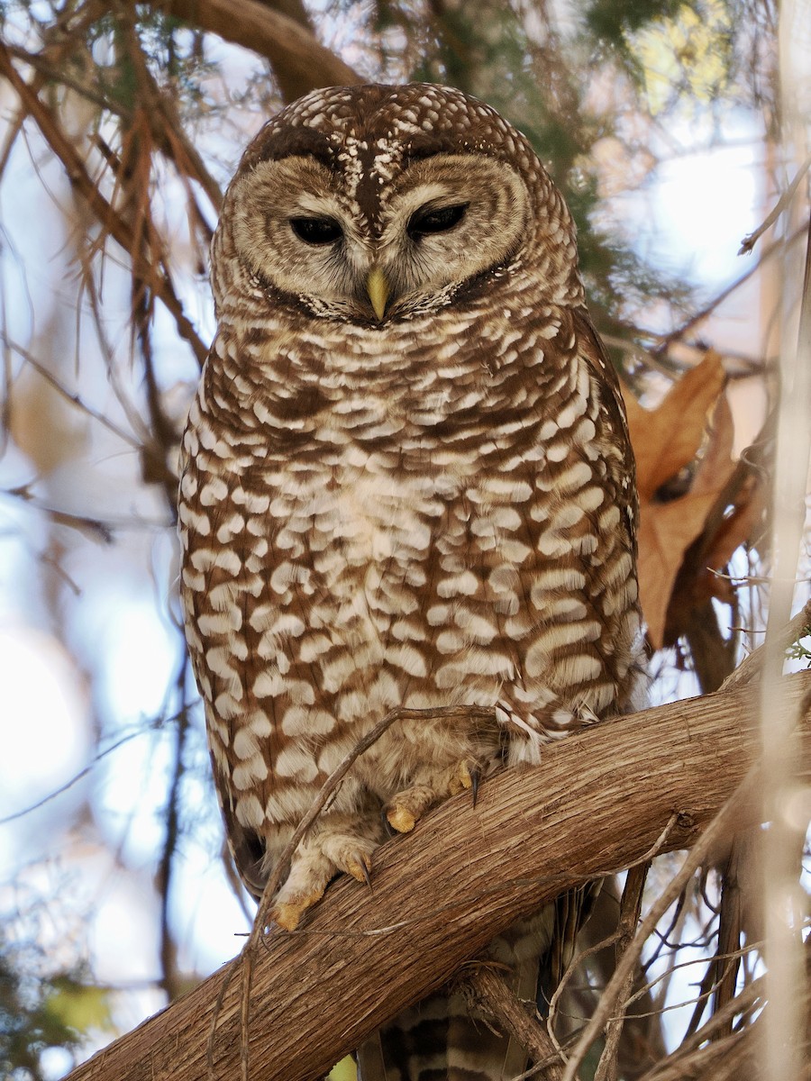 Сова плямиста - ML646769416