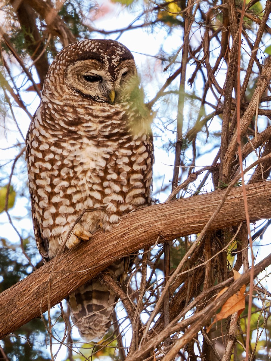 Сова плямиста - ML646769417