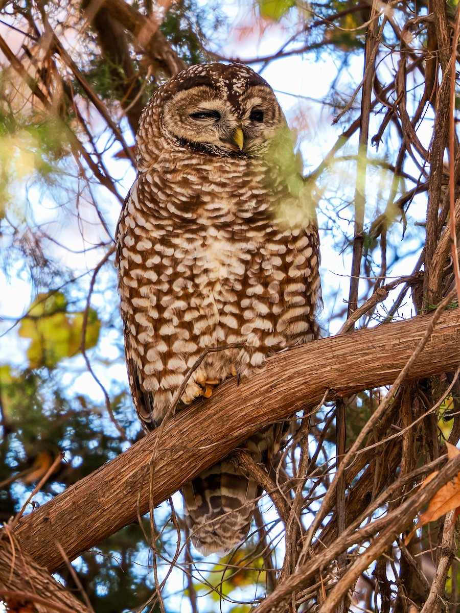 Spotted Owl - ML646769418