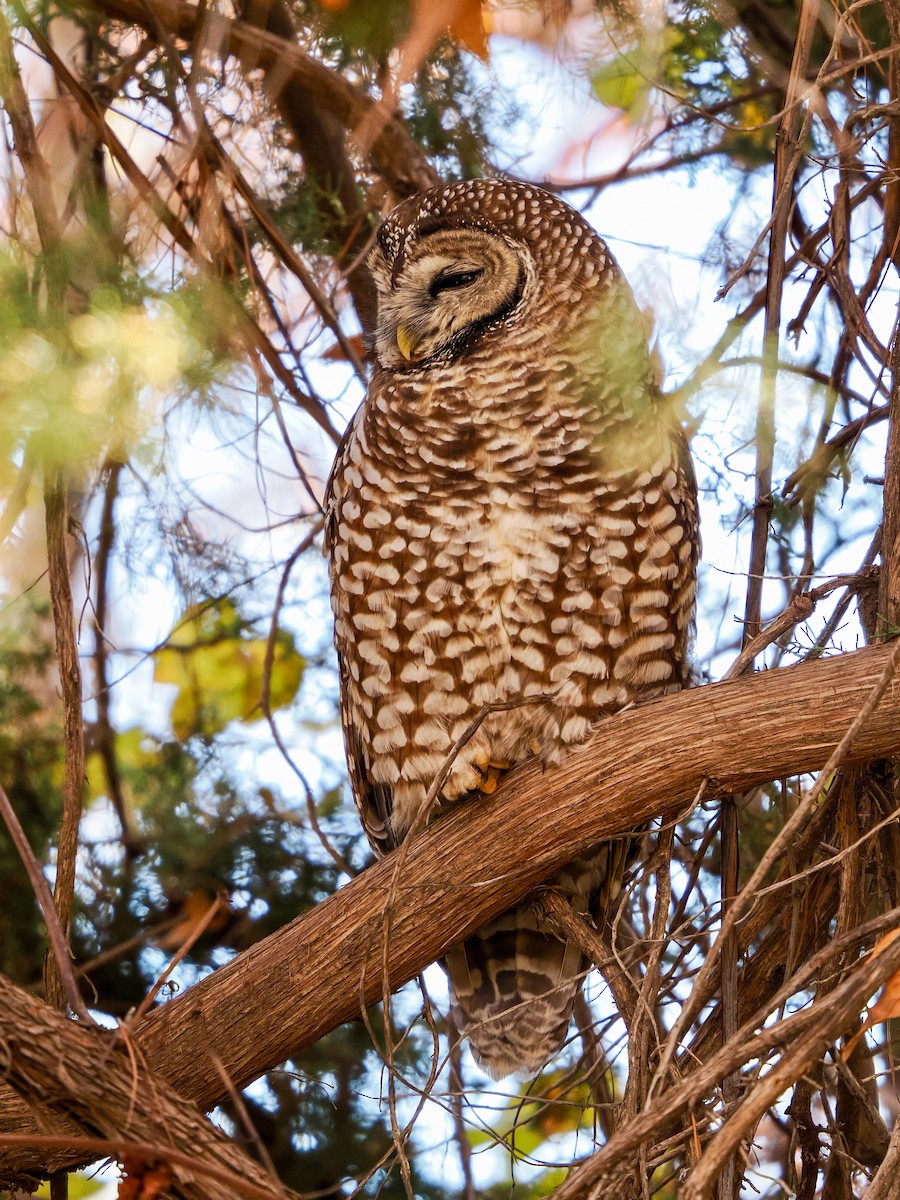Spotted Owl - ML646769419