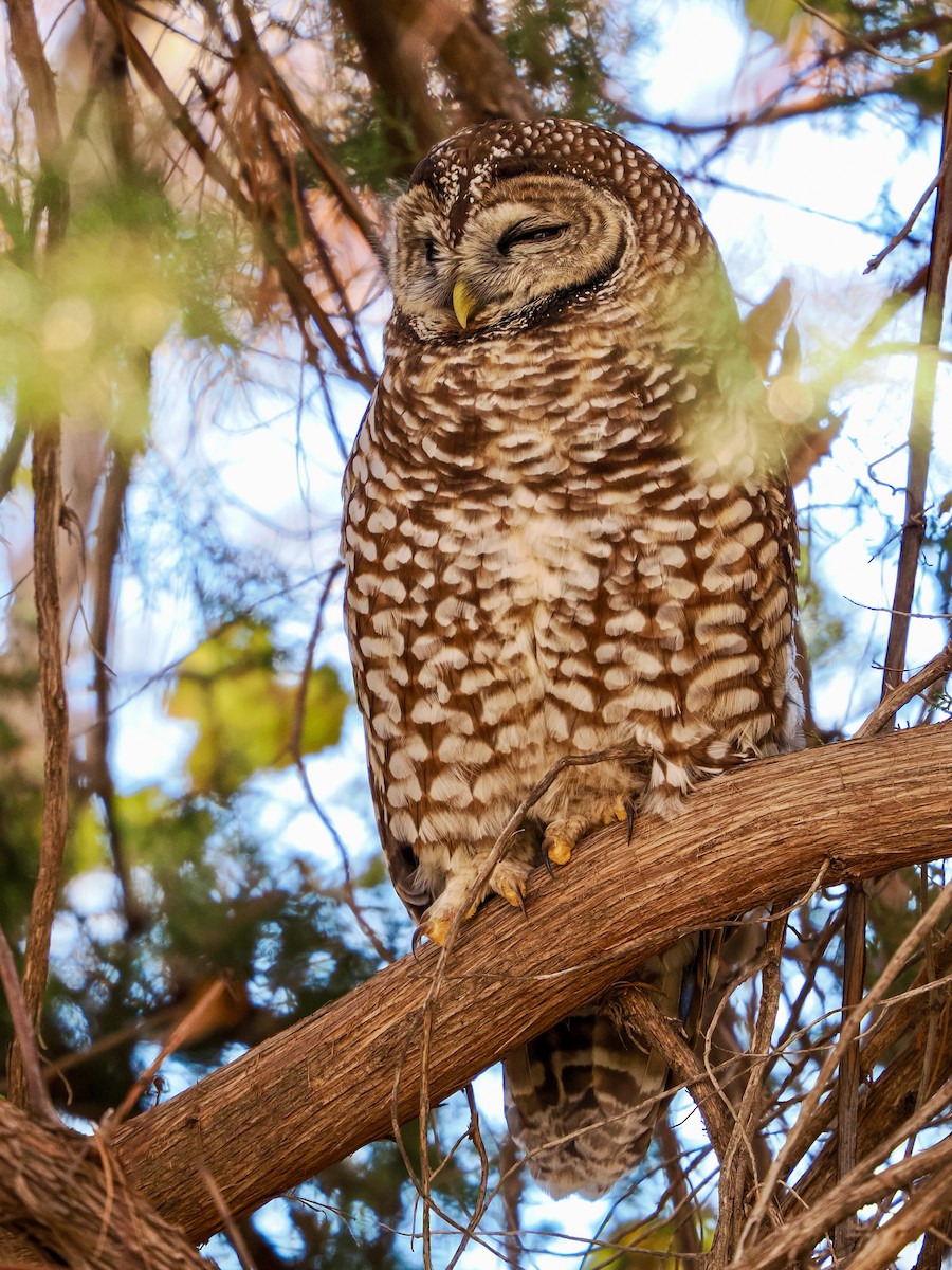 Spotted Owl - ML646769420