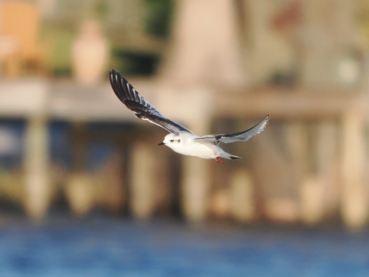 Antxeta txikia - ML646769423