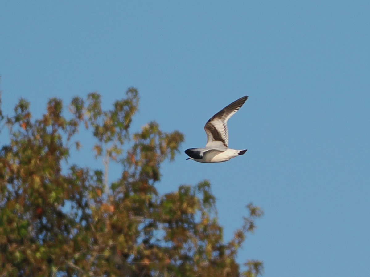 Antxeta txikia - ML646769424