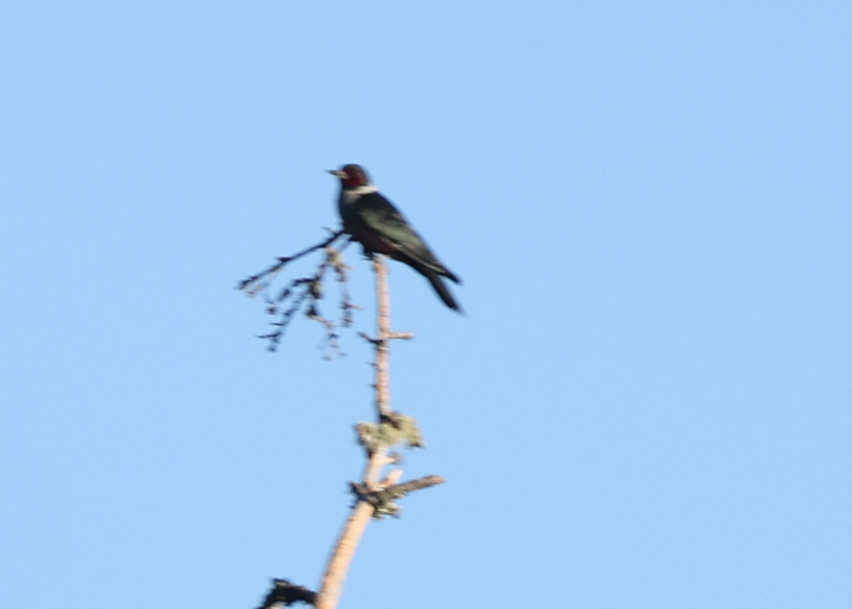 Blutgesichtspecht - ML646769425