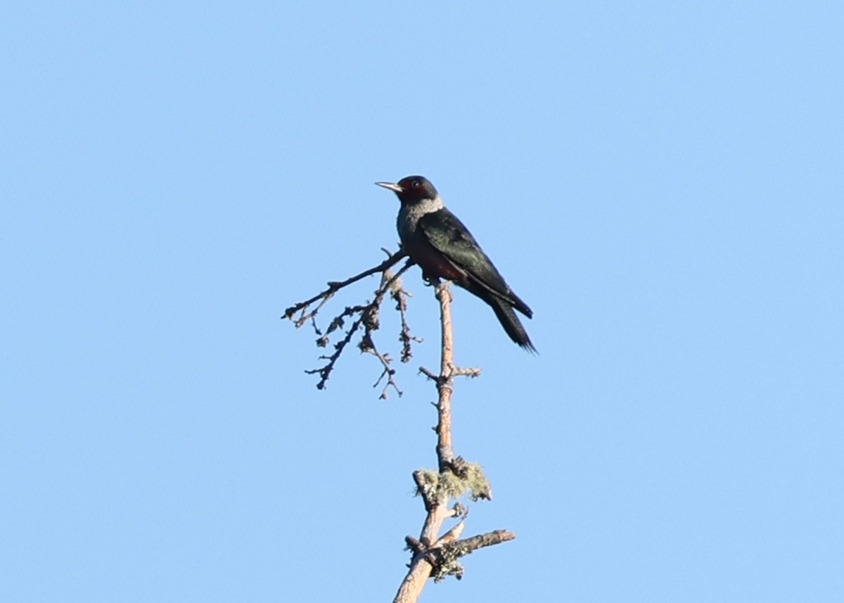 Blutgesichtspecht - ML646769426